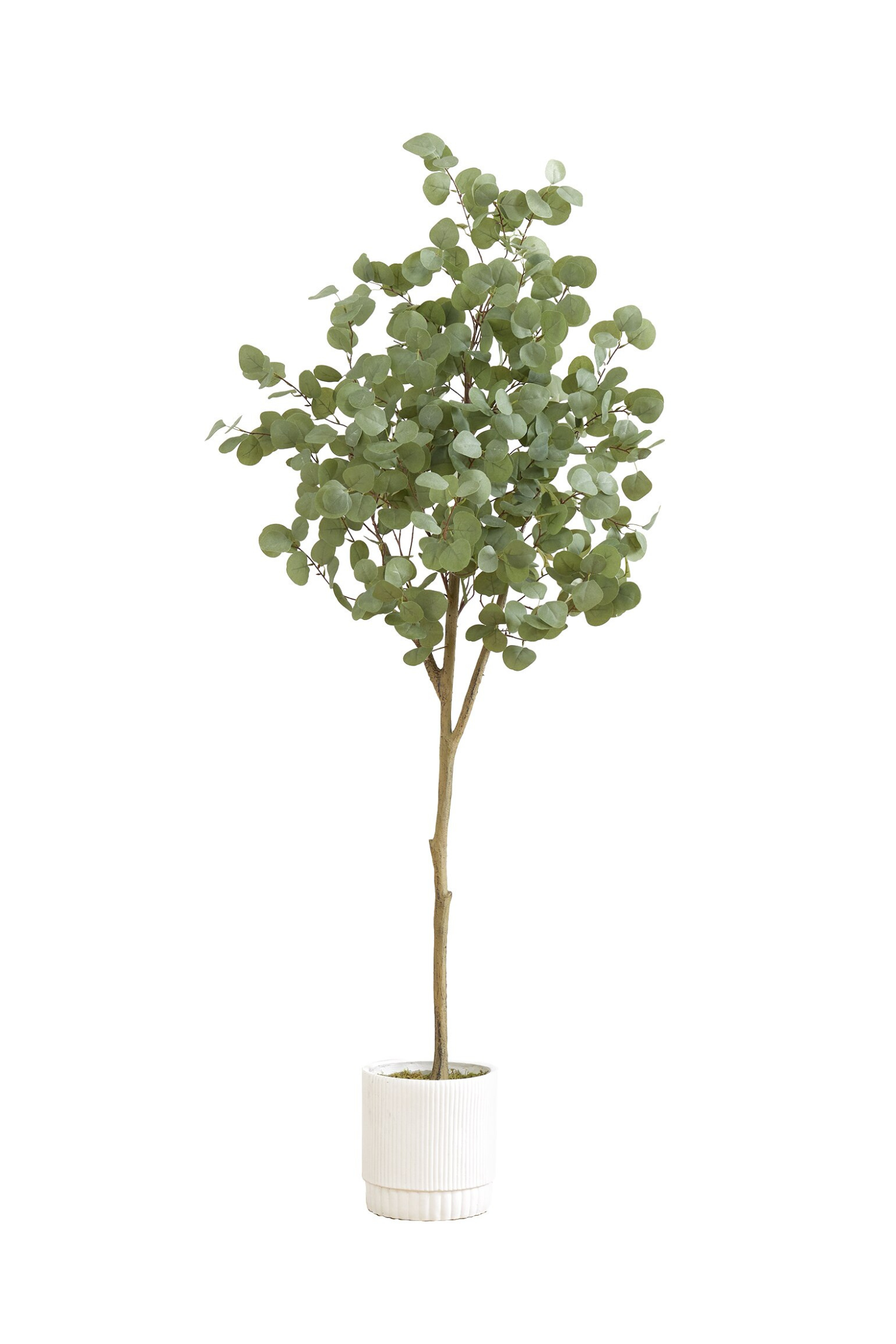 6_024018a9-93d2-4a01-8d8d-6c9d2d1f18d6.png 6' Artificial Eucalyptus Tree With White Decorative Planter - Image 1